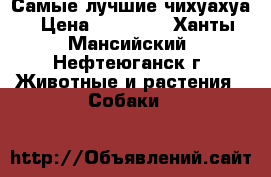 Самые лучшие чихуахуа › Цена ­ 20 000 - Ханты-Мансийский, Нефтеюганск г. Животные и растения » Собаки   